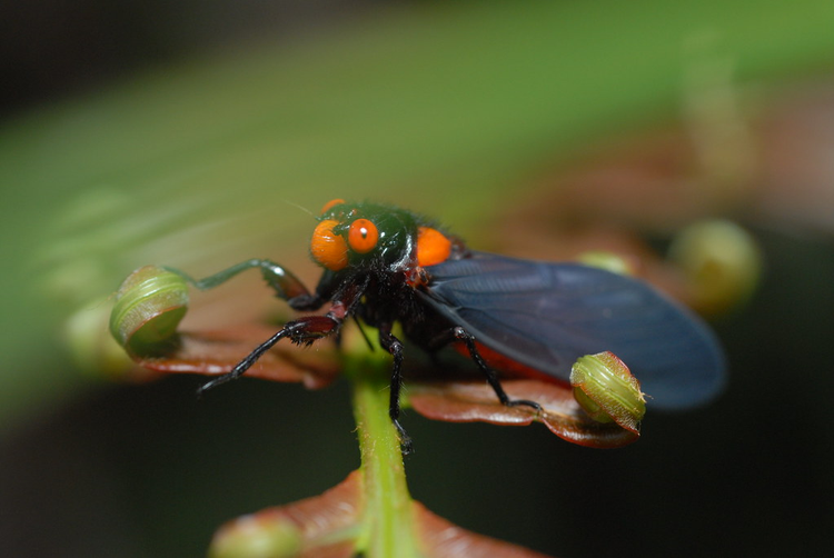 La lung loai ve sau thoat xac 'doi trang thanh den' o Viet Nam-Hinh-6