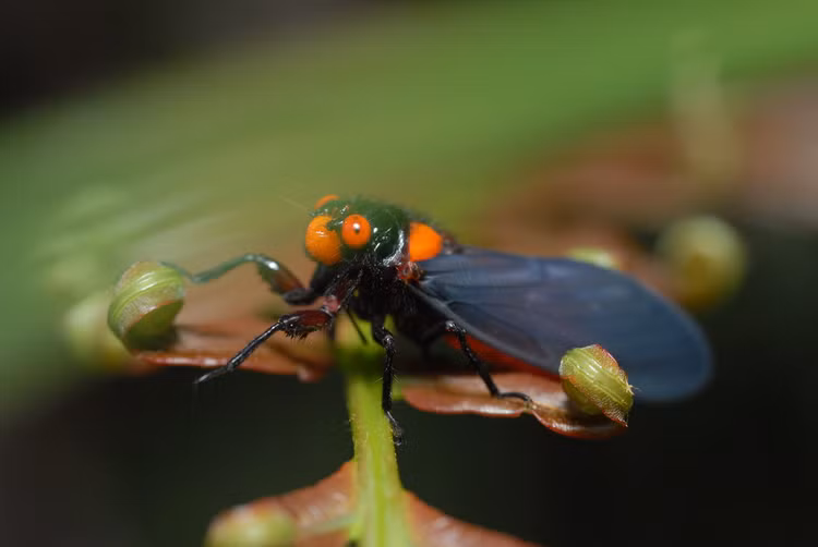 La lung loai ve sau thoat xac 'doi trang thanh den' o Viet Nam-Hinh-6