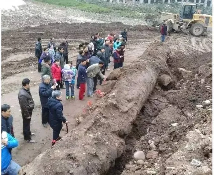 Dao duoc cay go den si, chuyen gia lap tuc phong toa