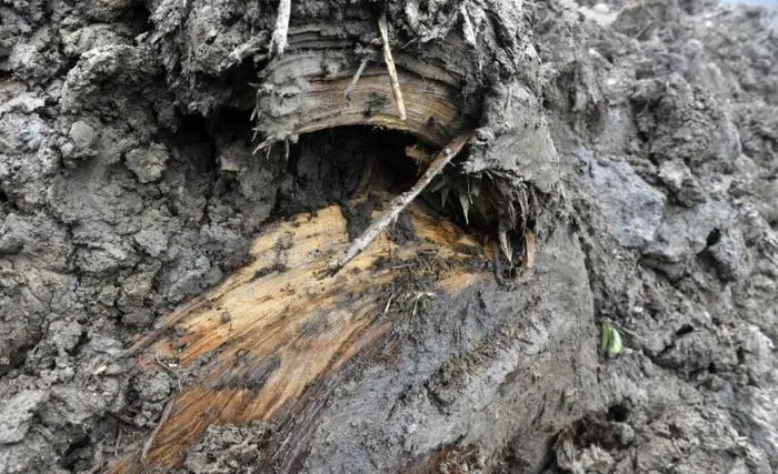 Dao duoc cay go den si, chuyen gia lap tuc phong toa-Hinh-3