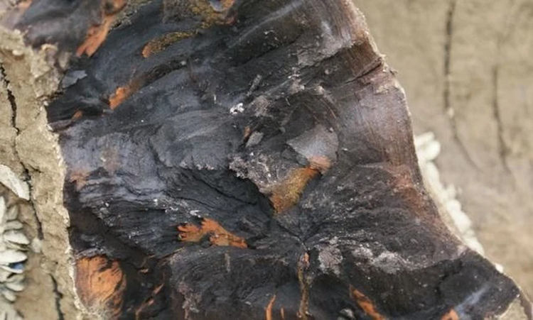 Dao duoc cay go den si, chuyen gia lap tuc phong toa-Hinh-5