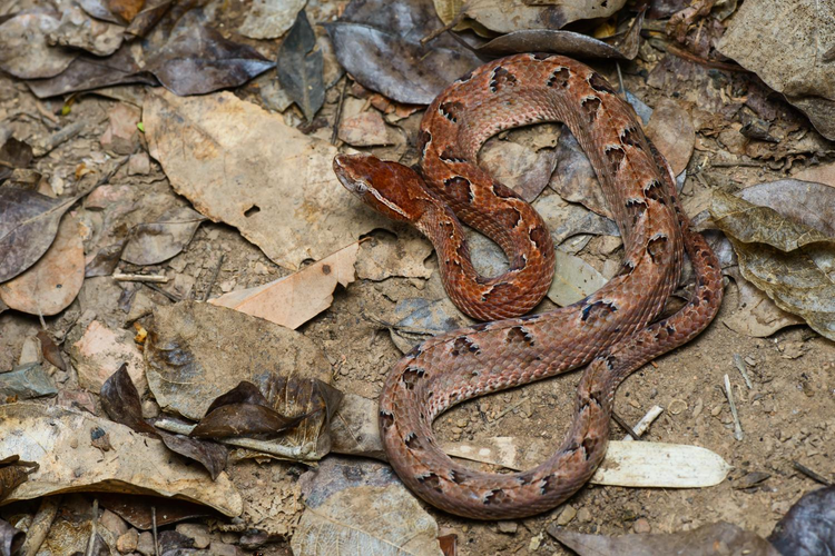 Thot tim loai ran cuc doc, nam im lim cho can nguoi o Viet Nam-Hinh-8