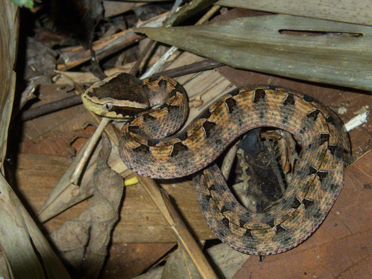 Thot tim loai ran cuc doc, nam im lim cho can nguoi o Viet Nam-Hinh-9