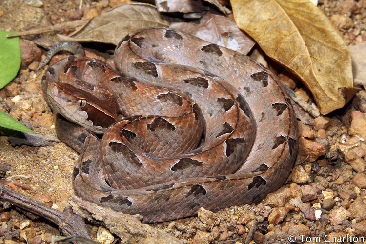 Thot tim loai ran cuc doc, nam im lim cho can nguoi o Viet Nam-Hinh-7