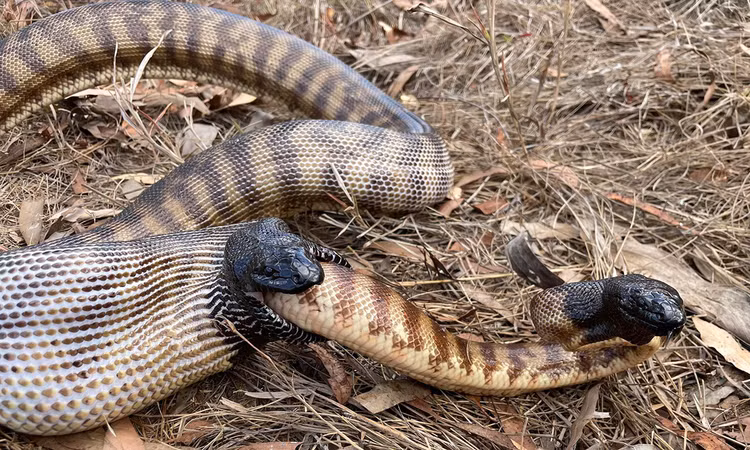 Hoang hon chung kien 