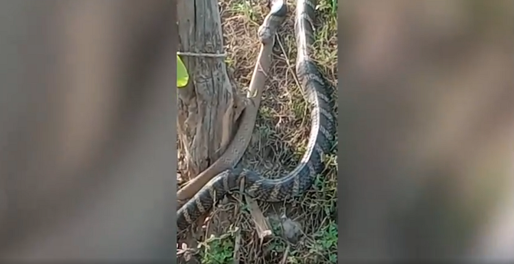 Hoang hon chung kien 