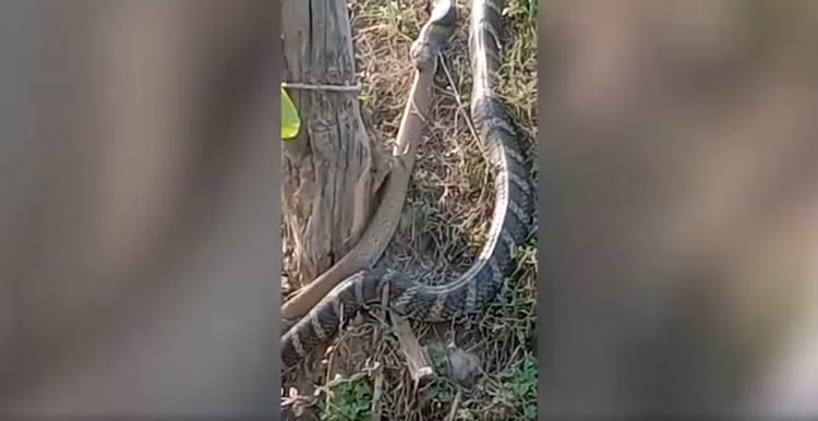 Hoang hon chung kien 