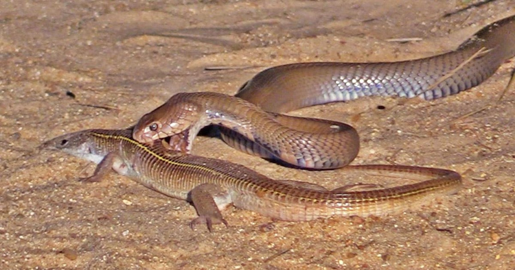 Hoang hon chung kien 