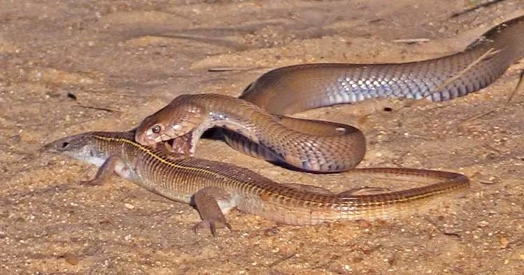 Hoang hon chung kien 