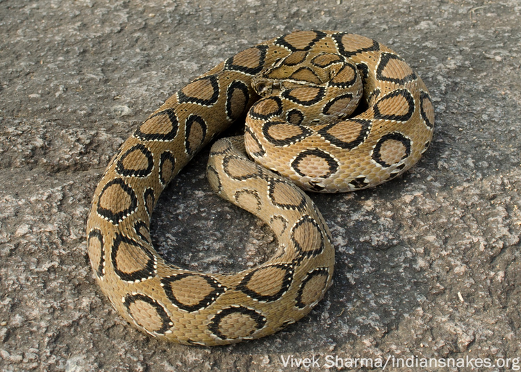 Khiep so nua 9 mui kich doc, 