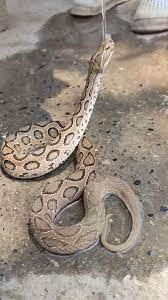 Khiep so nua 9 mui kich doc, 