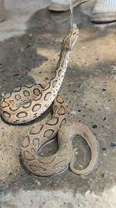 Khiep so nua 9 mui kich doc, 