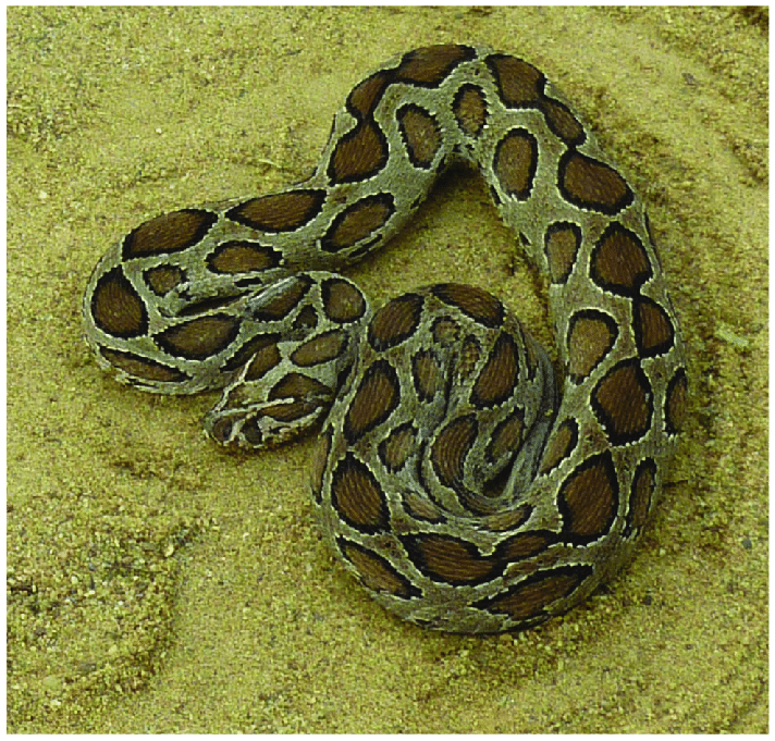 Khiep so nua 9 mui kich doc, 