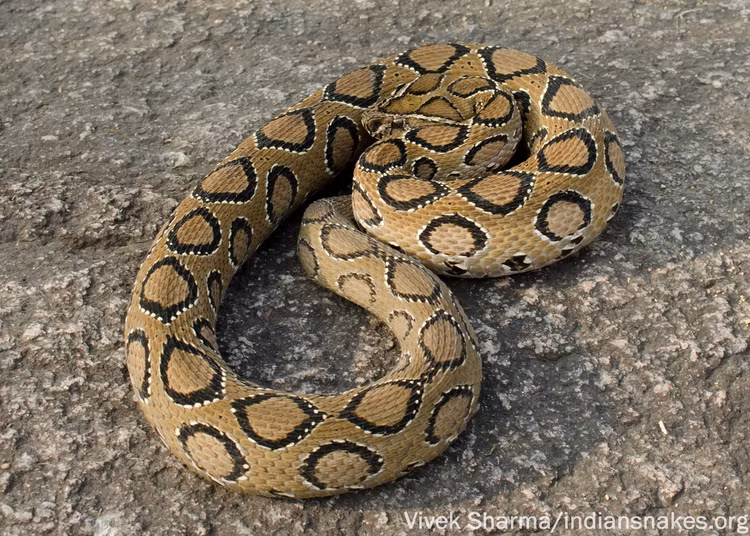 Khiep so nua 9 mui kich doc, 