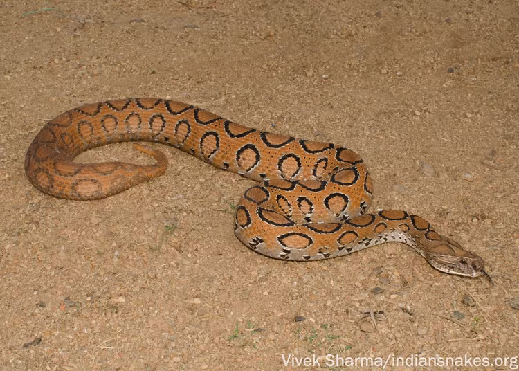 Khiep so nua 9 mui kich doc, 