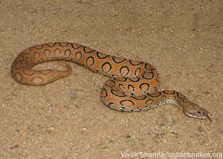 Khiep so nua 9 mui kich doc, 