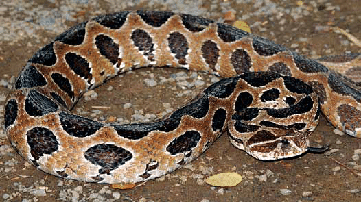 Khiep so nua 9 mui kich doc, 