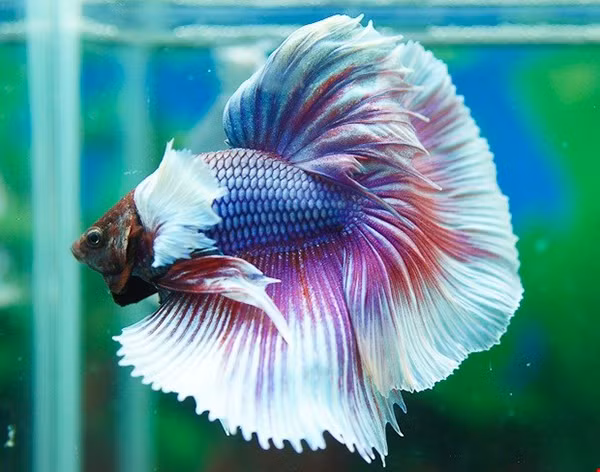 Sung sot loai ca dep dinh o Viet Nam, don tim nha giau-Hinh-9