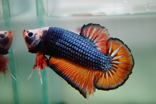 Sung sot loai ca dep dinh o Viet Nam, don tim nha giau-Hinh-8