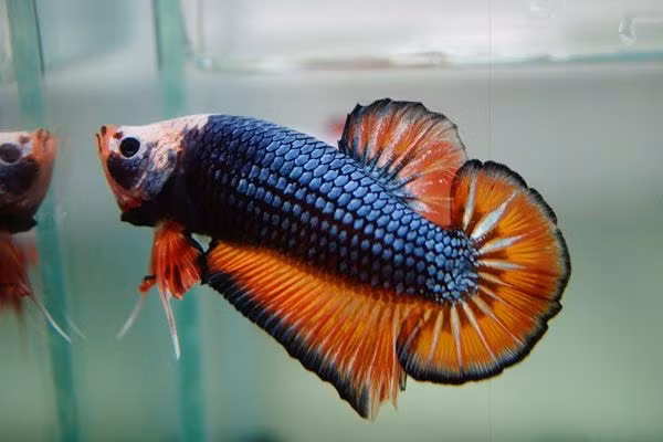 Sung sot loai ca dep dinh o Viet Nam, don tim nha giau-Hinh-8