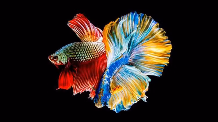 Sung sot loai ca dep dinh o Viet Nam, don tim nha giau-Hinh-3