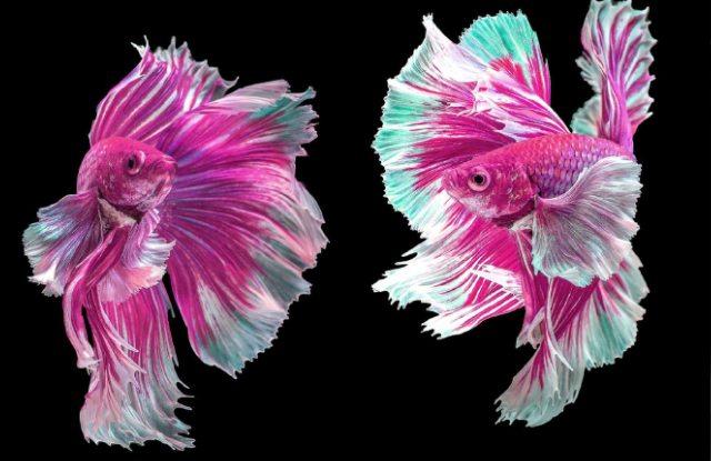 Sung sot loai ca dep dinh o Viet Nam, don tim nha giau-Hinh-6