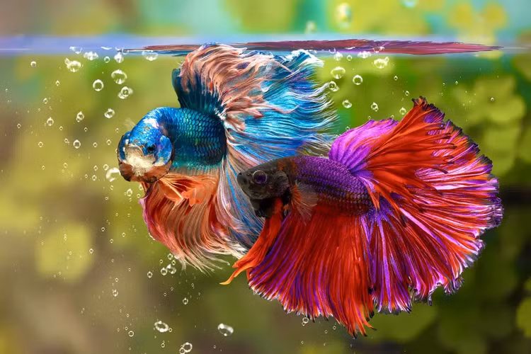 Sung sot loai ca dep dinh o Viet Nam, don tim nha giau-Hinh-7