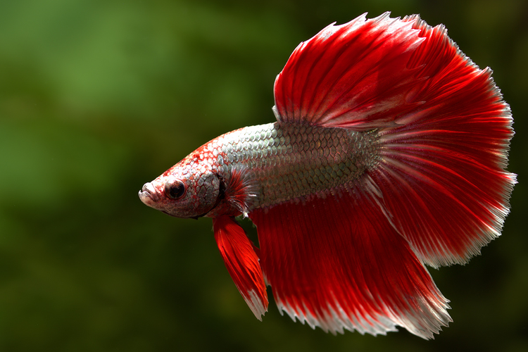 Sung sot loai ca dep dinh o Viet Nam, don tim nha giau