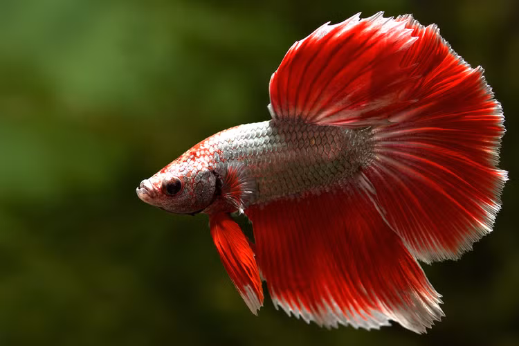 Sung sot loai ca dep dinh o Viet Nam, don tim nha giau