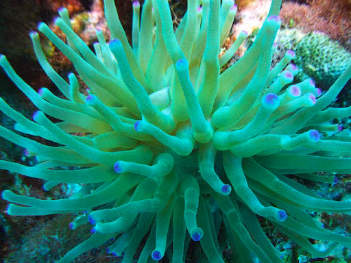 Sinh vat ky di 'nua thuc vat, nua dong vat' duoi bien-Hinh-4