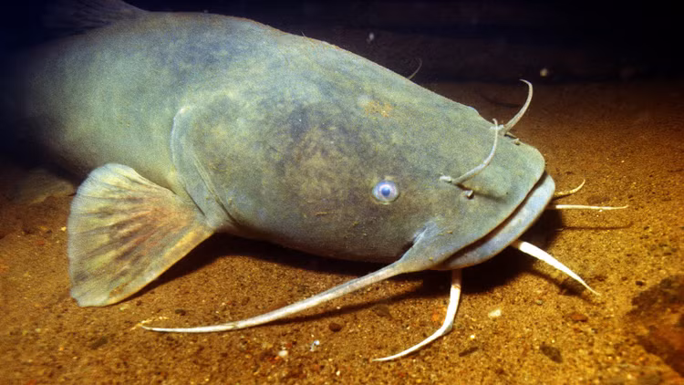 'Quai ngu' nhan dan sieu cap an thit ca dong loai, chuyen gia lo lang-Hinh-6