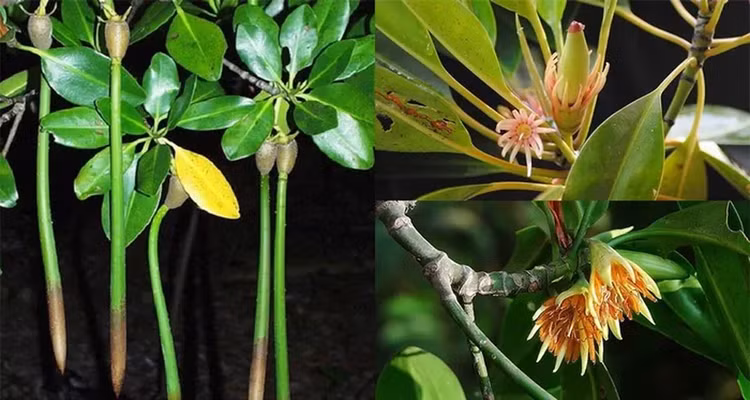 Loai cay ky la o Viet Nam co the nuoi con nhu dong vat-Hinh-2