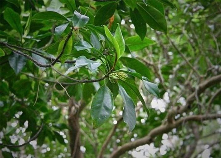 Loai cay ky la o Viet Nam co the nuoi con nhu dong vat