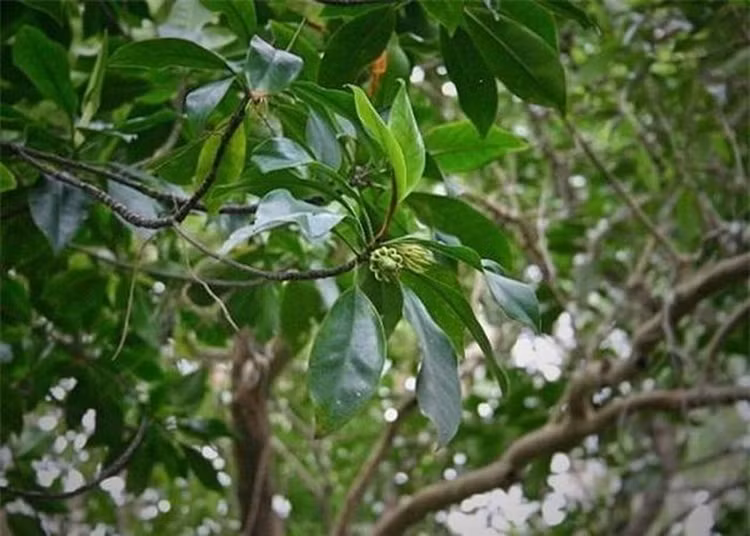 Loai cay ky la o Viet Nam co the nuoi con nhu dong vat