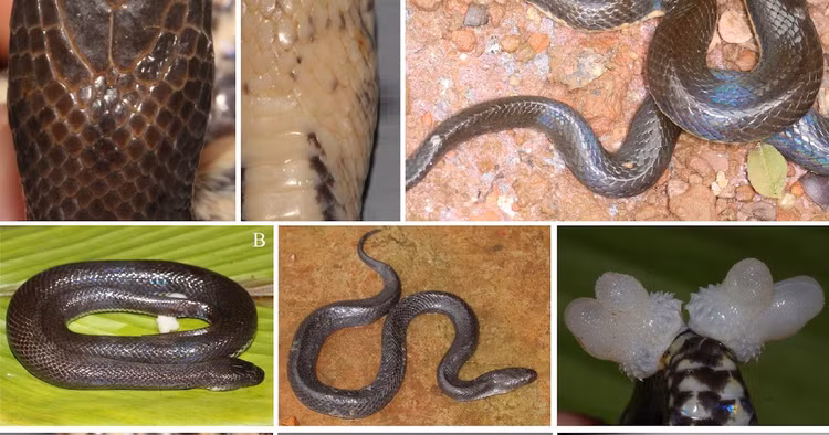 Bat ngo phat hien loai ran moi chi co o Viet Nam-Hinh-3