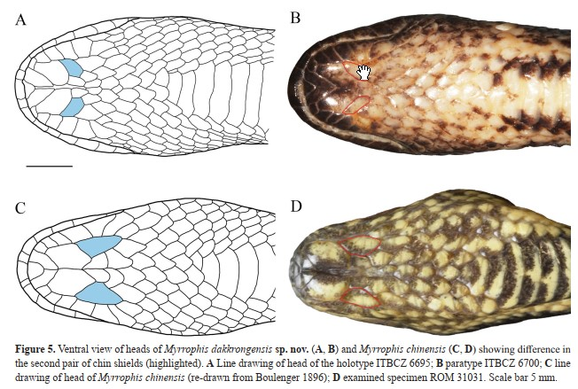 Bat ngo phat hien loai ran moi chi co o Viet Nam-Hinh-7