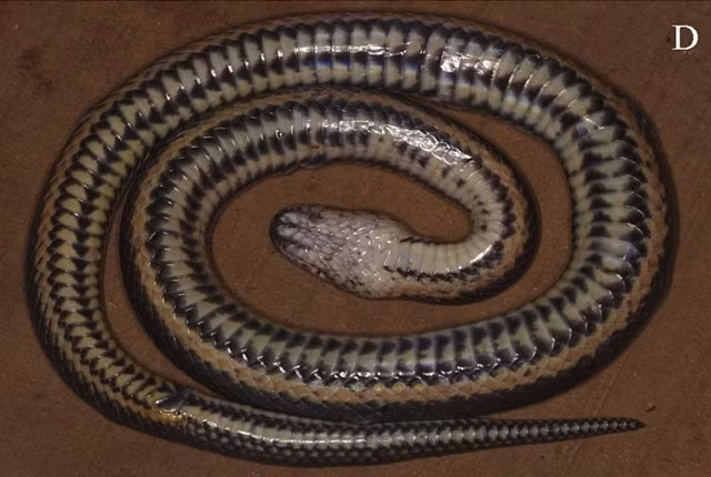 Bat ngo phat hien loai ran moi chi co o Viet Nam