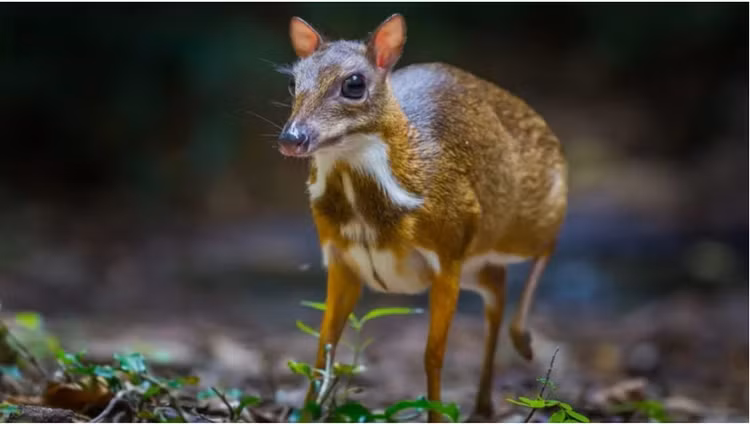 Loai thu chi co o Viet Nam tai xuat sau 30 nam tuyet tich-Hinh-4