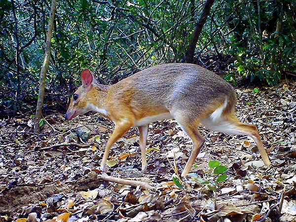 Loai thu chi co o Viet Nam tai xuat sau 30 nam tuyet tich-Hinh-2