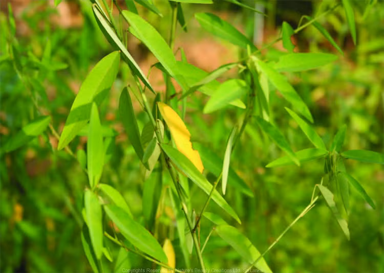 Loai cay dac biet o Viet Nam cu co nhac la 'lac lu'-Hinh-2