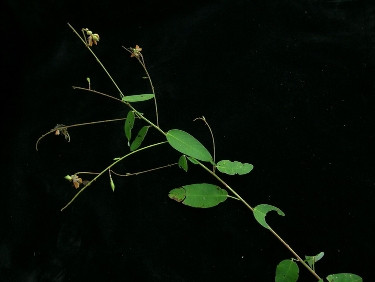 Loai cay dac biet o Viet Nam cu co nhac la 'lac lu'-Hinh-9