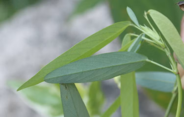 Loai cay dac biet o Viet Nam cu co nhac la 'lac lu'-Hinh-3