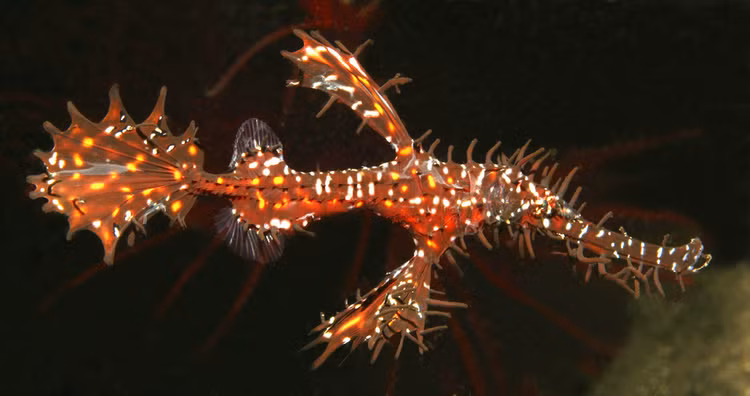 Ngo ngang loai ca het rong bien, co ten trong Sach Do Viet Nam-Hinh-4