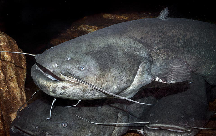 Cau ca tren song, lanh gay dung trung 'quai ngu' tung an thit nguoi-Hinh-6