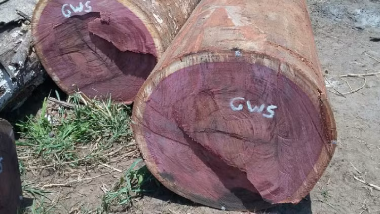 Loai go co kha nang doi mau cuc quy hiem, Viet Nam cung co