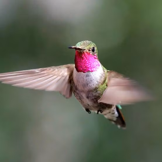 Top 7 loai dong vat sac so nhat hanh tinh, ngo ngang so 4-Hinh-3