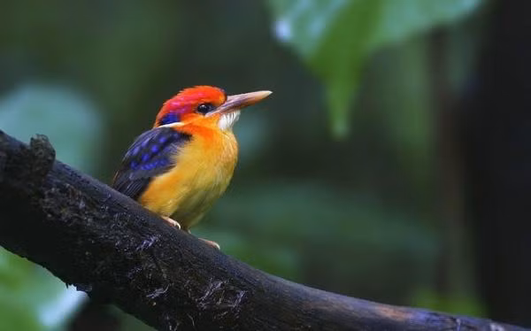 Top 7 loai dong vat sac so nhat hanh tinh, ngo ngang so 4-Hinh-6