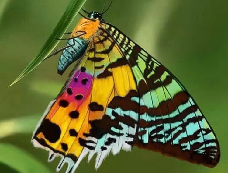 Top 7 loai dong vat sac so nhat hanh tinh, ngo ngang so 4