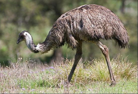 Giat minh nhung loai dong vat song o noi khong ai ngo toi-Hinh-7