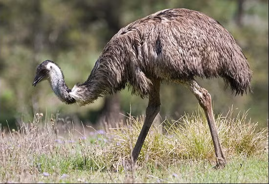 Giat minh nhung loai dong vat song o noi khong ai ngo toi-Hinh-7